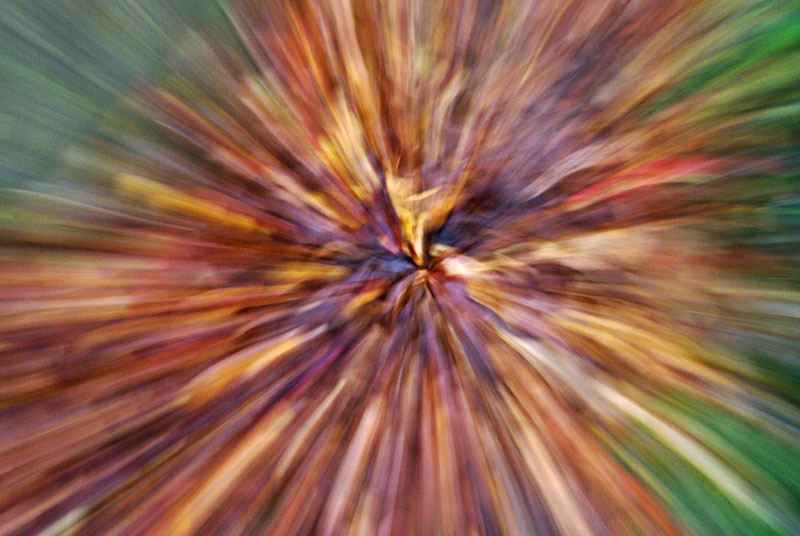 Illustration for article titled Zoom Photo Challenge Gallery 2